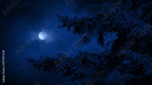 Large Evergreen Tree With Moon In The Distance