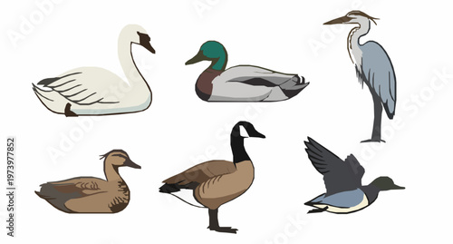 Stylized Waterfowl Set Vector Illustration
