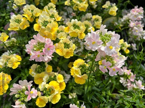可愛い春の花のアップ、ネメシアの花
