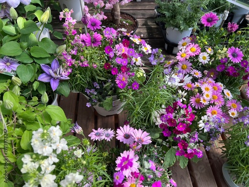 可愛い春の花・クレマチス、マーガレット等