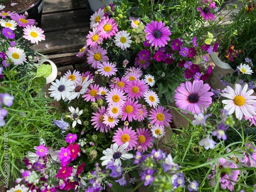 可愛い春の花・クレマチス、マーガレット等