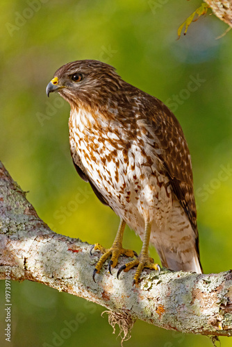 Tableau sur toile Red-shouldered hawk, Buteo lineatus