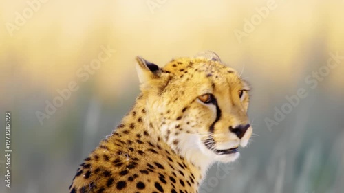 Close up of head of a South African Cheetah (Acinonyx jubatus). African Leopard