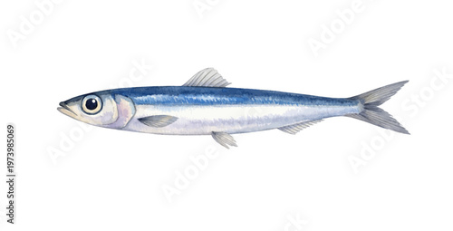 A charming watercolor illustration of anchovy fish featuring a slender silver blue marine fish with delicate fins illustrated in a natural aquatic style.