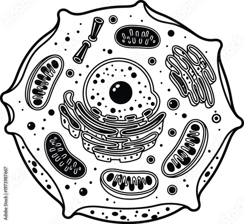 Detailed black and white illustration of a biological animal cell.