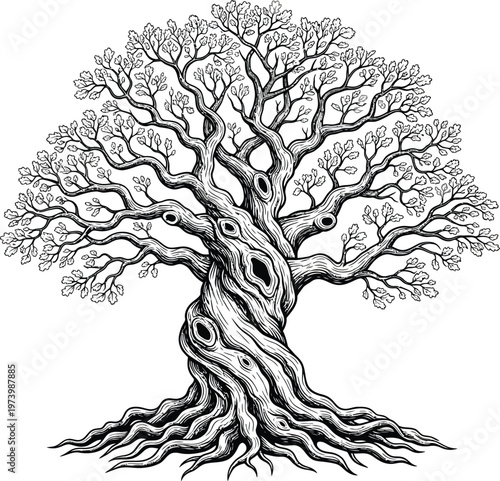 Detailed black and white illustration of an ancient twisted tree with roots.