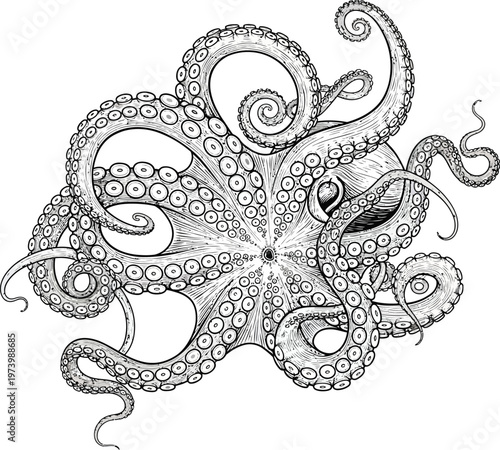 Detailed Hand Drawn Illustration of a Majestic Octopus.