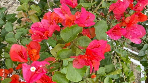Vibrant pink flowers bloom on a lush green plant in a garden setting with leaves and stems visible in daytime.