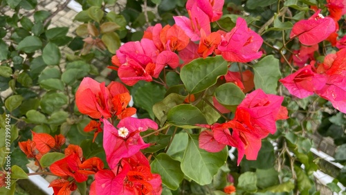 Vibrant pink flowers bloom on a lush green plant outdoors in nature.