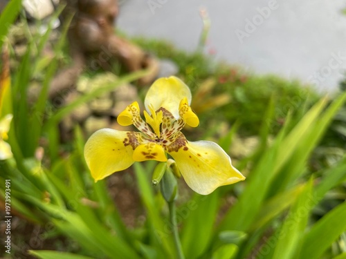 A close-up view of a vibrant yellow flower with green leaves in a natural garden setting.