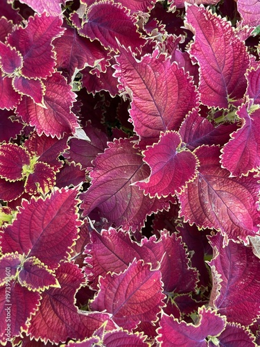 Vibrant pink Coleus leaves showcase intricate patterns in a lush garden setting with IMG_2765 close-up.