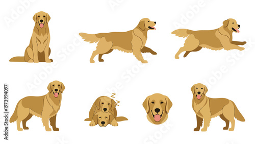 Golden Retriever Dog Vector Illustration Set. Cute Pet in Various Poses: Sitting, Running, Sleeping, Standing, and Headshot.