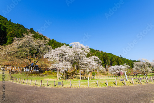満開の根尾谷薄墨桜（岐阜県本巣市・淡墨公園）