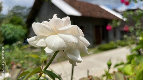 A white flower blooms in a garden with a house in the background under a cloudy sky.