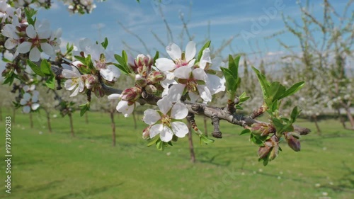Almond Orchard in Full Spring Bloom