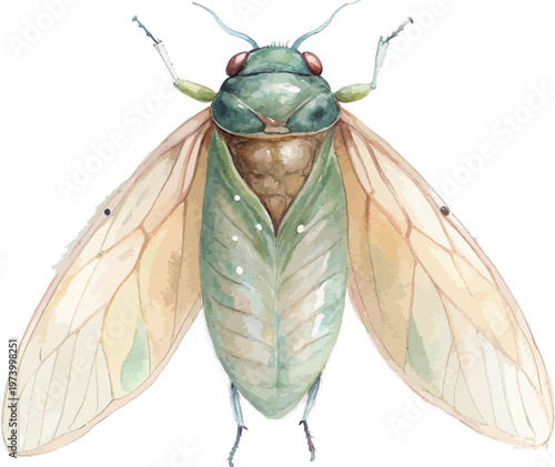 Fotografi Watercolor Cicada, Summer Singing Insect Art, vector illustration isolated on wh