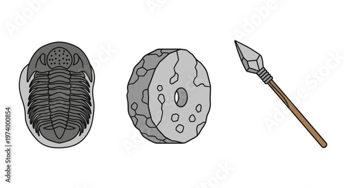 Trilobite fossils and stone spearhead.