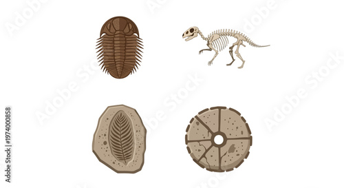 Trilobite fossils and dinosaur illustration.
