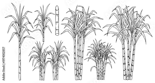 Hand Drawn Sugar Cane Plant Outline Vector Illustration Set