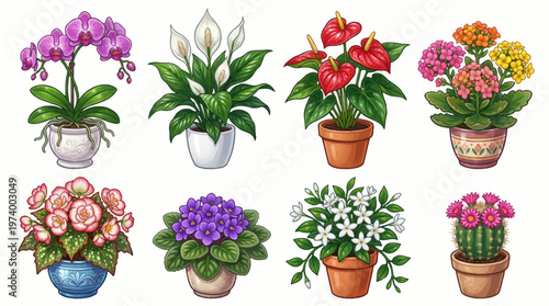 Beautiful Set of Eight Different Potted Houseplants and Flowering Indoor Plants Illustrations Including Orchid Peace Lily Anthurium Begonia and Blooming Cactus