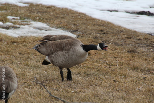 Wallpaper Mural Angry Goose, William Hawrelak Park, Edmonton, Alberta Torontodigital.ca