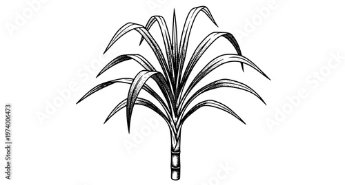 Sugarcane Plant Halftone Black and White Vector Illustration