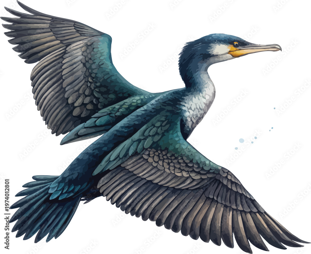 Obraz premium Watercolor Cormorant Clipart, Ocean Diving Bird Illustration, Isolated on White