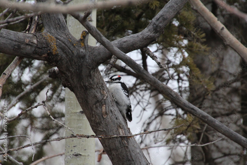 custom made wallpaper toronto digitalWoodpecker In A Tree, Pylypow Wetlands, Edmonton, Alberta