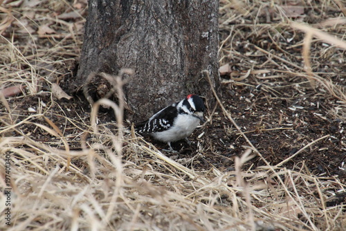 Wallpaper Mural bird on the ground Torontodigital.ca