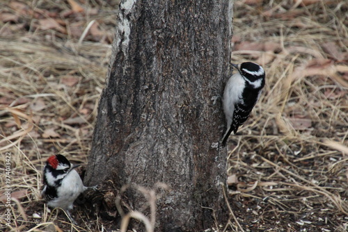Wallpaper Mural woodpeckers on a tree, Pylypow Wetlands, Edmonton, Alberta Torontodigital.ca