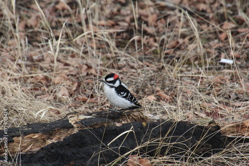 Wallpaper Mural great spotted woodpecker Torontodigital.ca