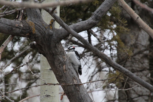 Wallpaper Mural Woodpecker In A Tree, Pylypow Wetlands, Edmonton, Alberta Torontodigital.ca
