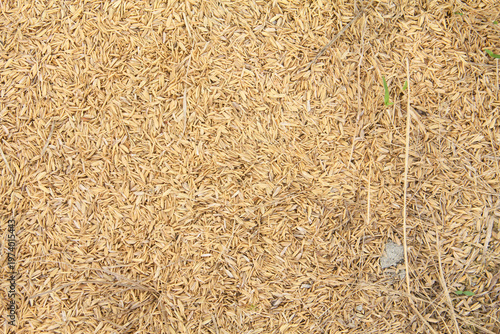 Schilderij op canvas A high-angle agricultural photograph showcasing a thick layer of dried golden-br