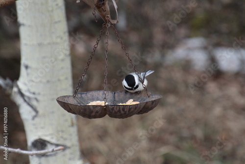 Wallpaper Mural Bird At Feeder Torontodigital.ca