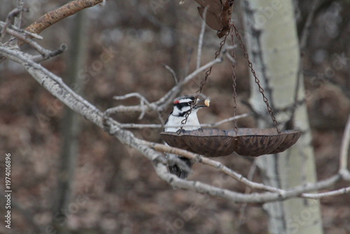 Wallpaper Mural Woodpecker at Feeder  Torontodigital.ca