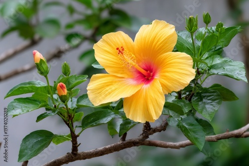 Yellow hibiscus flower blooming with green leaves