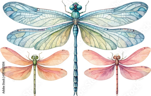 Watercolor Damselfly Clipart, Graceful Insect Illustration, Isolated on White