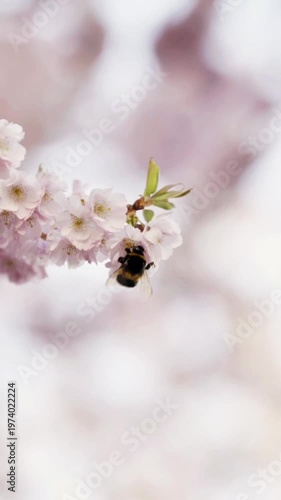 Macro Shot of Honey Bee Pollinating Pink Cherry Blossom Flowers