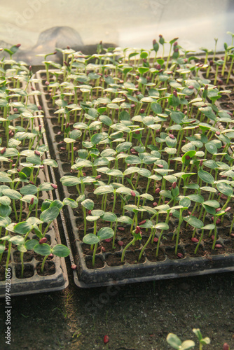 High angle view of young watermelon seedlings or Citrullus lanatus growing in a nursery seed tray