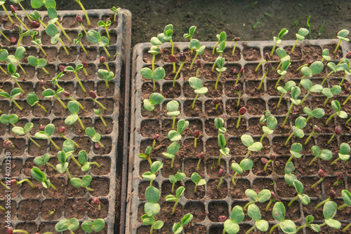 High angle view of young watermelon seedlings or Citrullus lanatus growing in a nursery seed tray