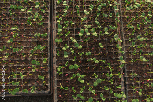 High angle view of young watermelon seedlings or Citrullus lanatus growing in a nursery seed tray