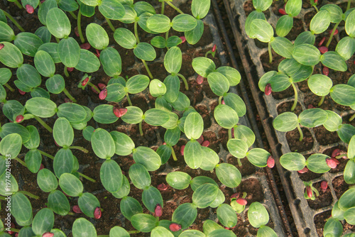 High angle view of young watermelon seedlings or Citrullus lanatus growing in a nursery seed tray
