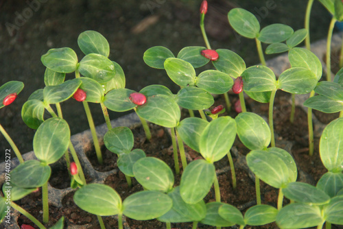 High angle view of young watermelon seedlings or Citrullus lanatus growing in a nursery seed tray