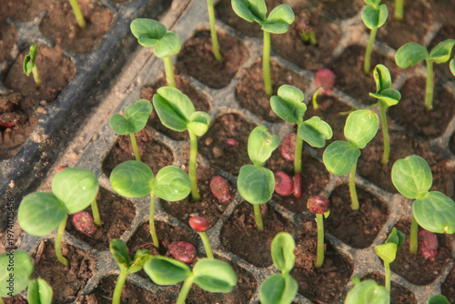 High angle view of young watermelon seedlings or Citrullus lanatus growing in a nursery seed tray