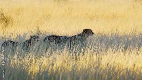 Slow motion footage of a South African Cheetah Family Walking in Savanah grass.