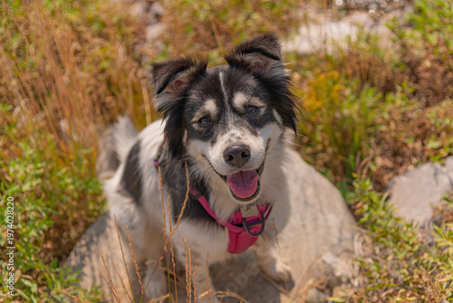 Cute border collie husky dog in summer time Canada. Wearing pink harness in wilderness area. 