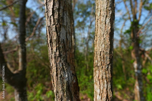 A narrow dirt trail winding through a lush tropical forest with sunlight filtering through trees, dry leaves covering the ground, creating a peaceful and natural hiking atmosphere.