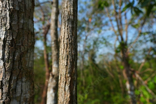 A narrow dirt trail winding through a lush tropical forest with sunlight filtering through trees, dry leaves covering the ground, creating a peaceful and natural hiking atmosphere.