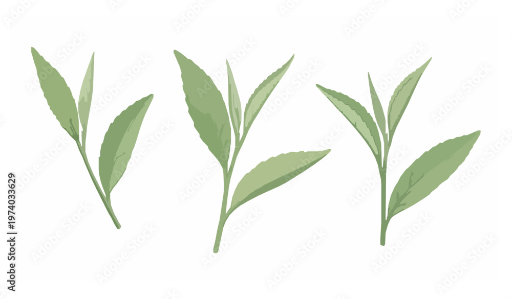 Fototapeta premium Watercolor Green Tea Leaves Fresh Botanical Isolated Vector