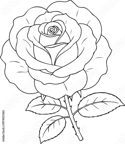 black and white rose vector images